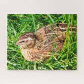 Puzzle Quail sauvage (Horizontal)