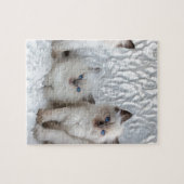 Puzzle Quatre jeunes chats de Ragdoll se reposant dans (Horizontal)