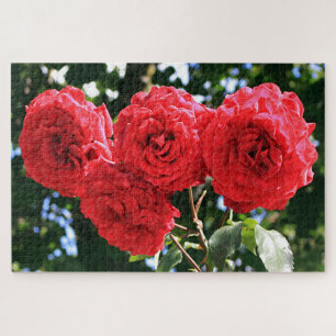 Puzzle Quatre roses rouges en fleurs dans le jardin
