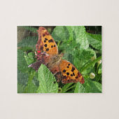 Puzzle Question Mark Butterfly on Lantana (Horizontal)