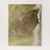 Puzzle Queue (Vertical)