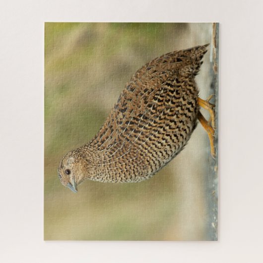 Puzzle Queue (Vertical)