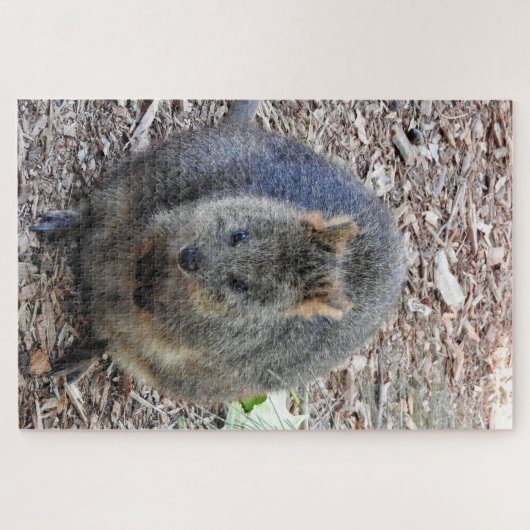 Puzzle Quokka (Horizontal)