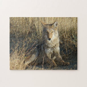 Puzzle R15 Coyote Couché