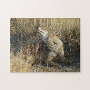 Puzzle R17 Coyote se grattant