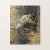 Puzzle R17 Coyote se grattant (Vertical)
