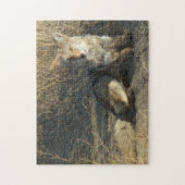 Puzzle R19 Coyote Couché (Vertical)