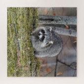 Puzzle Raccoon (Horizontal)