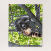 Puzzle Raccoon dans un arbre (Vertical)