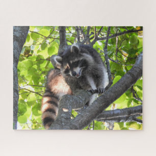 Puzzle Raccoon dans un arbre