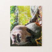 Puzzle Raccoon Stanley Park Vancouver. (Vertical)