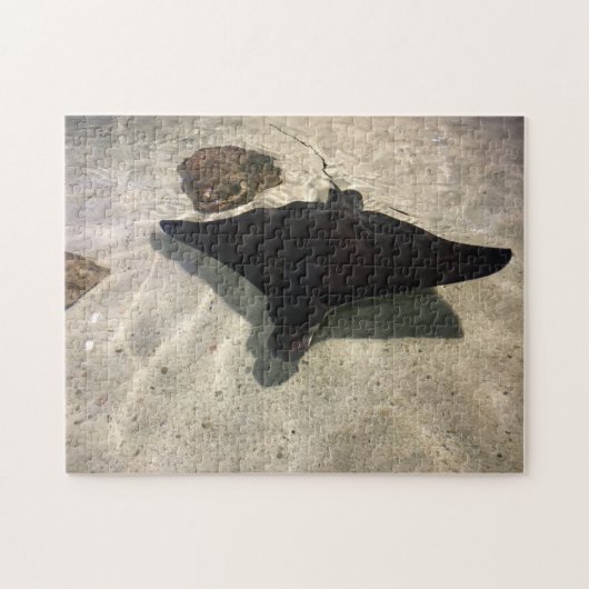Puzzle Raie pastenague (Horizontal)