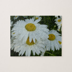 Puzzle Raindrops sur Daisies Floral Fleur sauvage