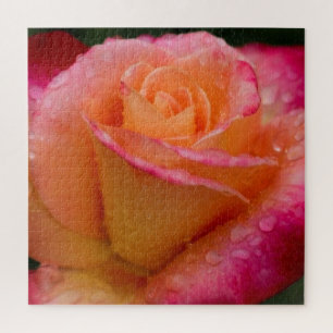 Puzzle Raindrops sur Rose 20x20 dur