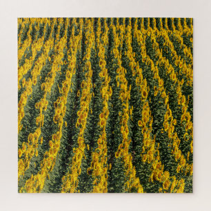 Puzzle Rangées de tournesol