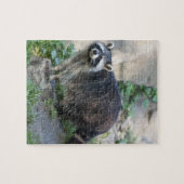 Puzzle Raton laveur (Horizontal)