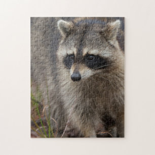 Puzzle Raton laveur, Procyon lotor, Floride
