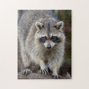Puzzle Raton laveur, Procyon lotor, Floride, États-Unis 2