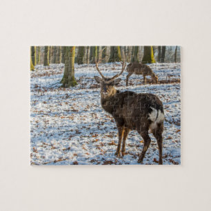 Puzzle Red Deer dans la neige