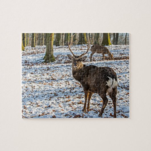 Puzzle Red Deer dans la neige (Horizontal)