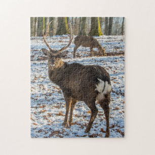 Puzzle Red Deer en neige