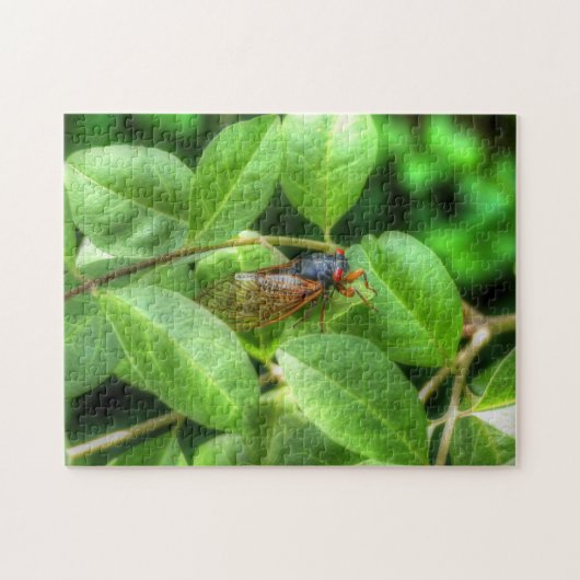 Puzzle Red Eyed Cicada (Horizontal)