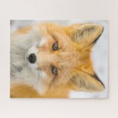 Puzzle Red Fox Portrait (Horizontal)