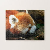 Puzzle Red Panda (Horizontal)