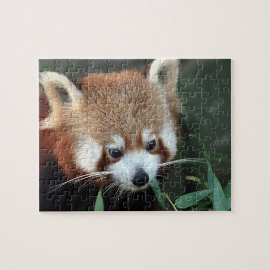 Puzzle Red Panda, Zoo de Taronga, Sydney, Australie (Horizontal)