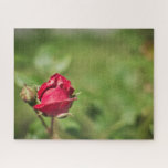 Puzzle Red rose blossom romantic garden<br><div class="desc">A challenging puzzle featuring the gorgeous close-up of a little red rosebud on a blurred green background</div>