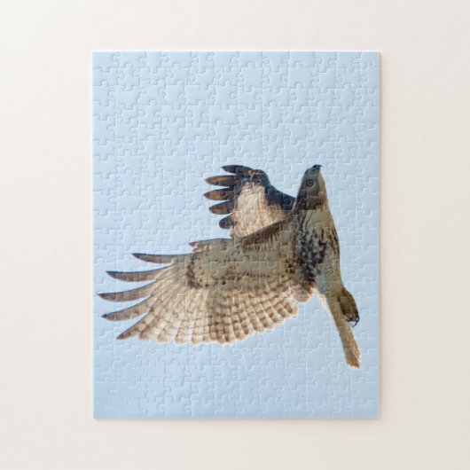 Puzzle Red Tail Hawk en vol (Vertical)