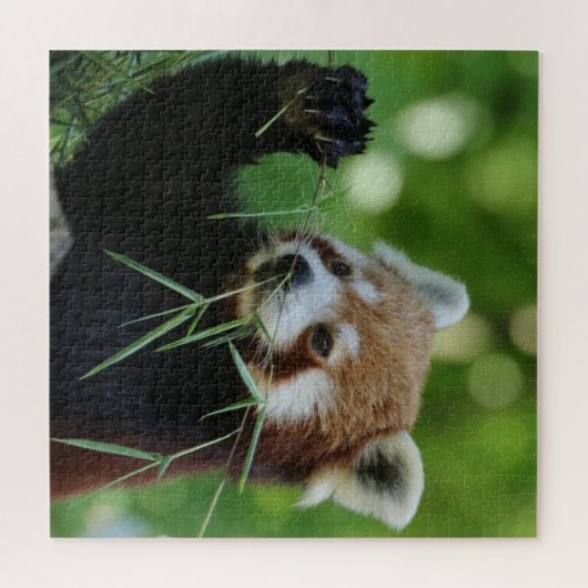 Puzzle RedPanda 2020-03-01 (Horizontal)