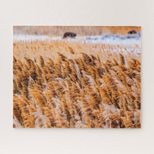 Puzzle Reeds of Antelope Island, Utah - 16x20 - 520 pcs. (Horizontal)