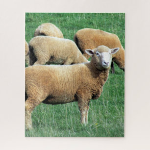 Puzzle regard de moutons