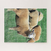 Puzzle regard de moutons (Horizontal)