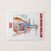 Puzzle Réglementation de la pression artérielle en physio (Horizontal)