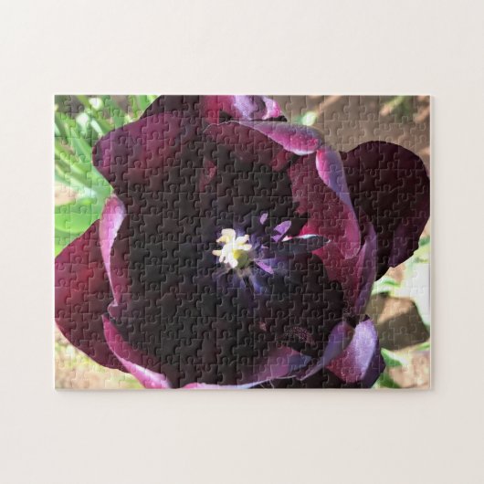 Puzzle Reine de la tulipe de nuit (Horizontal)