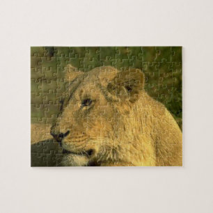 Puzzle Reine Lionne De La Jungle
