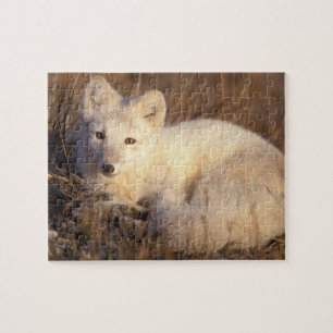 Puzzle renard arctique, Alopex lagopus