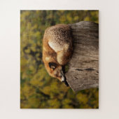 Puzzle Renard mignon dormant Faune (Vertical)