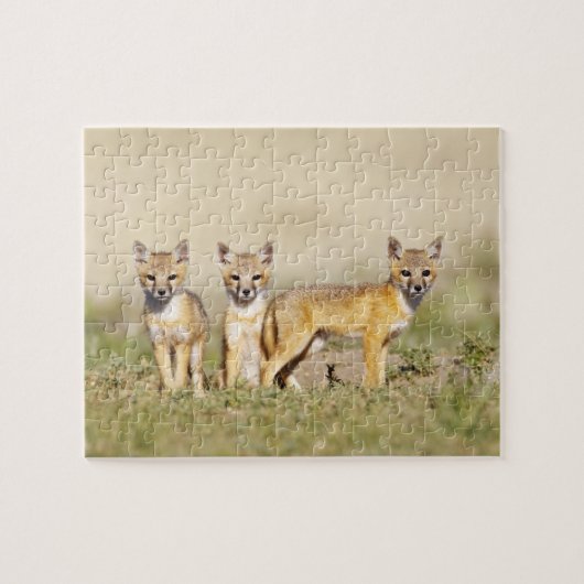 Puzzle Renard roux (Vulpes macrotis) jeune au terrier, 3 (Horizontal)