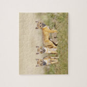 Puzzle Renard roux (Vulpes macrotis) jeune au terrier, 3 (Vertical)