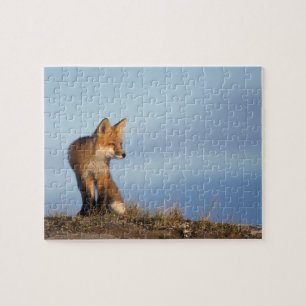 Puzzle renard roux, Vulpes vulpes