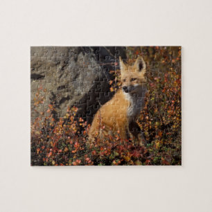 Puzzle renard roux, Vulpes vulpes