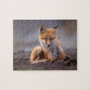 Puzzle renard roux, Vulpes vulpes, petit se grattant,