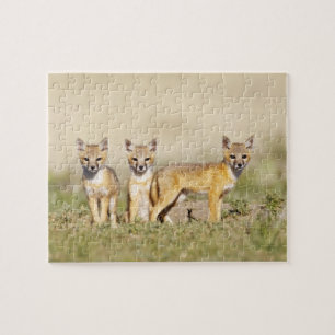 Puzzle Renard swift (Vulpes macrotis) jeune au terrier, 3