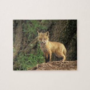 Puzzle Renardeau renard roux devant terrier (Vulpes vulpe