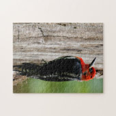 Puzzle Rencontre avec un suceur à poitrine rouge (Horizontal)