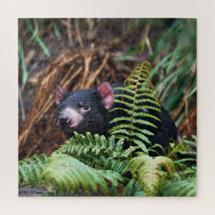 Puzzle Rencontre du diable de Tasmanie