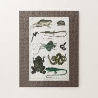 reptile, mignonne, lézard, animal, reptiles, tortu